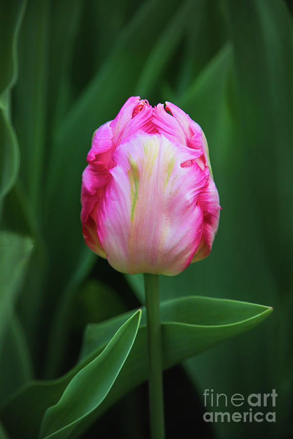 Ruffled Pink Tulip Photograph by Sharon McConnell