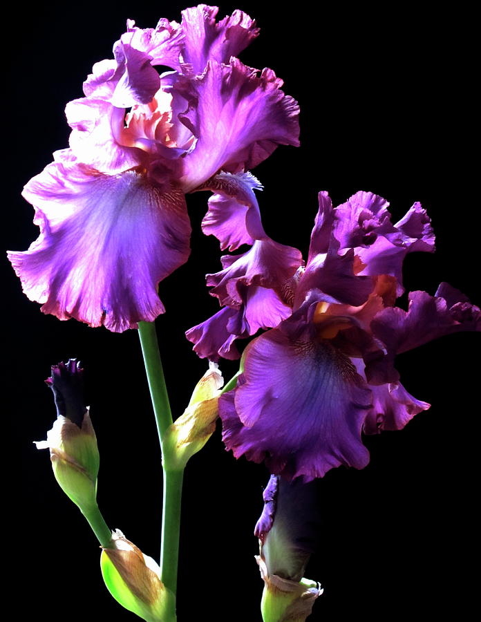 Iris Photograph - Ruffled Purple Iris by Lillian Bell