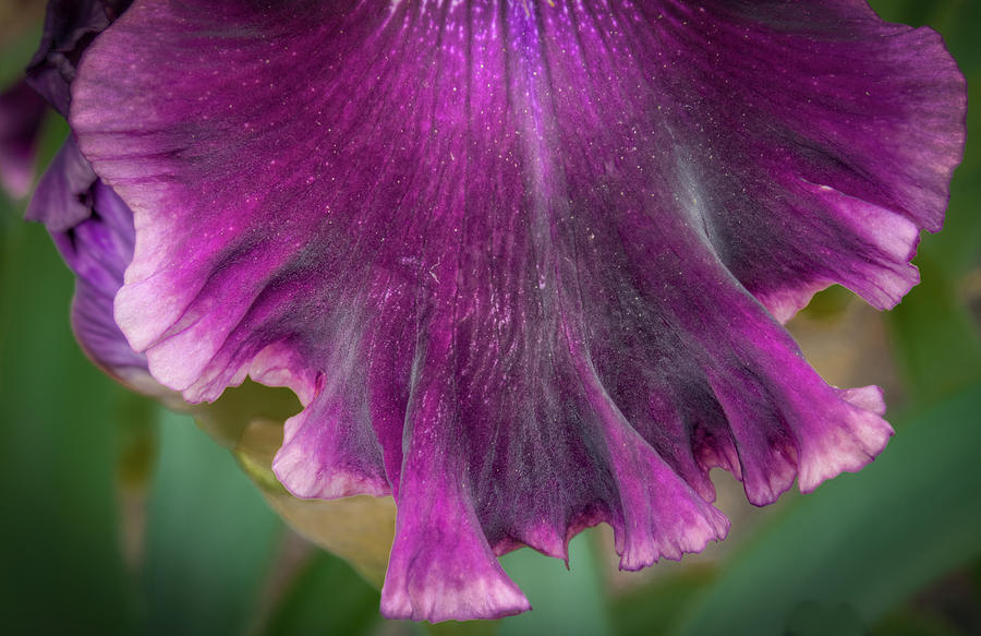 Ruffled Purple Iris Petal Photograph by Jean Noren