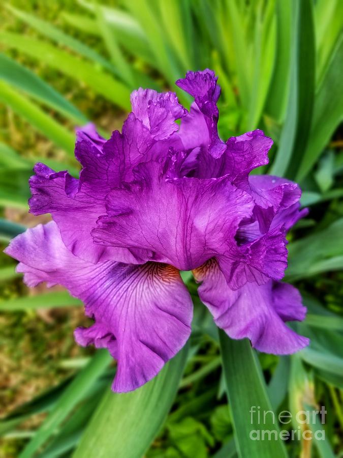 Ruffled Purple Iris Photograph by Rachel Hannah
