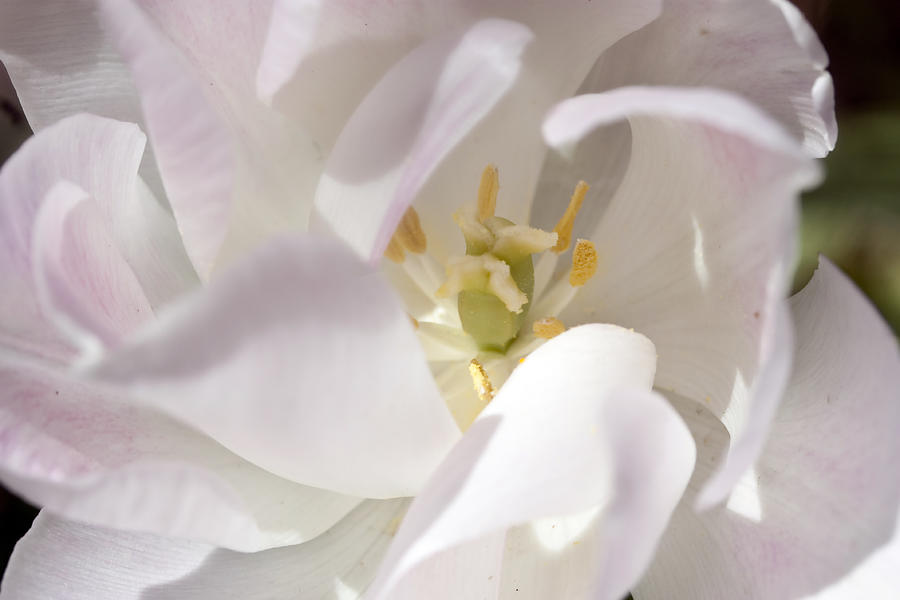 Ruffled Tulip Photograph by Mary Haber