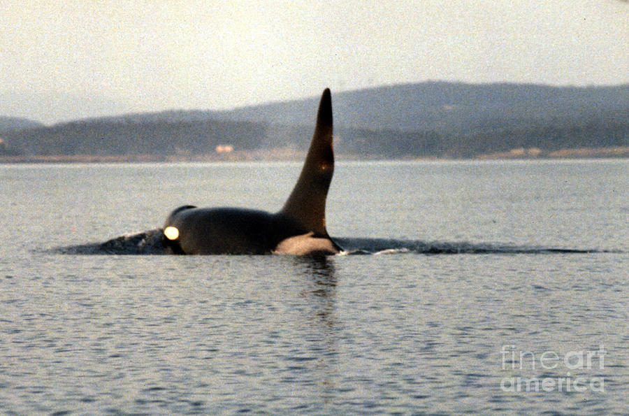San Juan Photograph - Ruffles J1 Orca West Side Of San Juan Island, Wash. State 1986 by Monterey County Historical Society