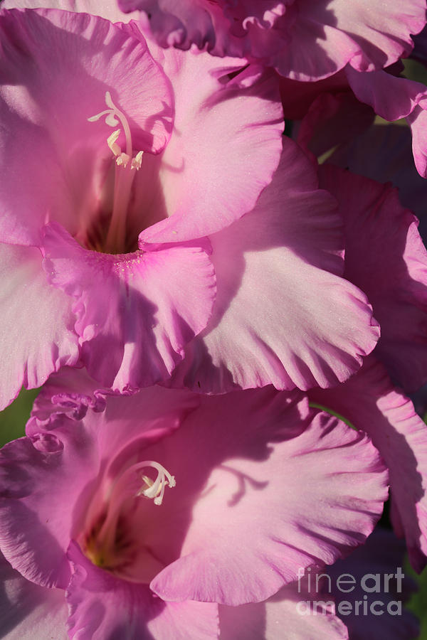 Ruffly Gladiolus Closeup Photograph by Carol Groenen