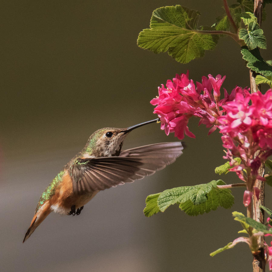 Rufous and Her Flowers Photograph by Angie Vogel