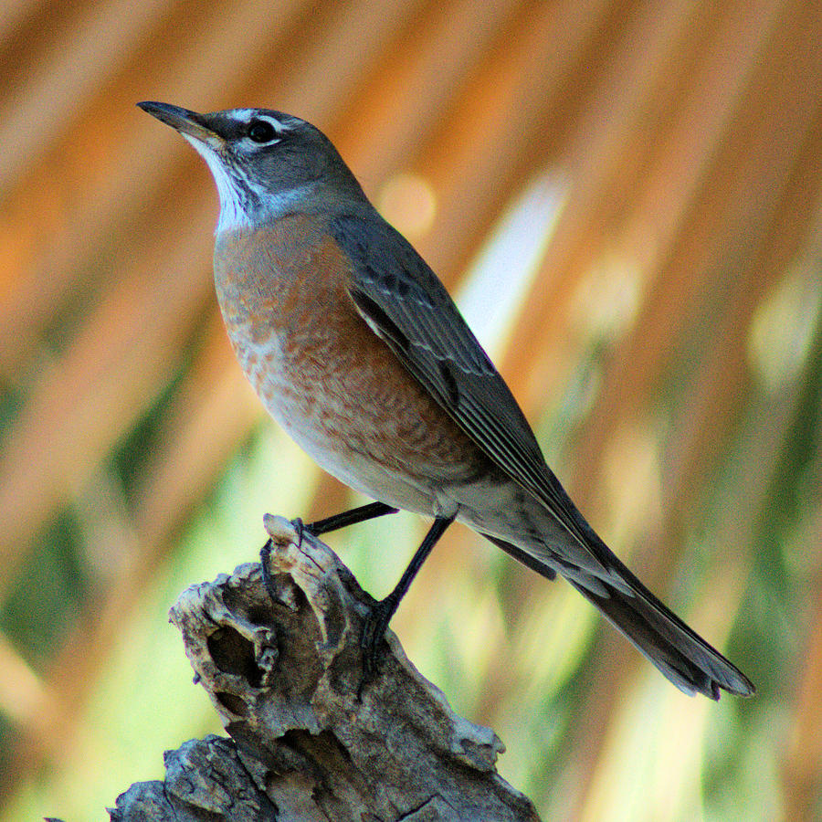 Rufous-Backed Robin Photograph by Patricia Quandel