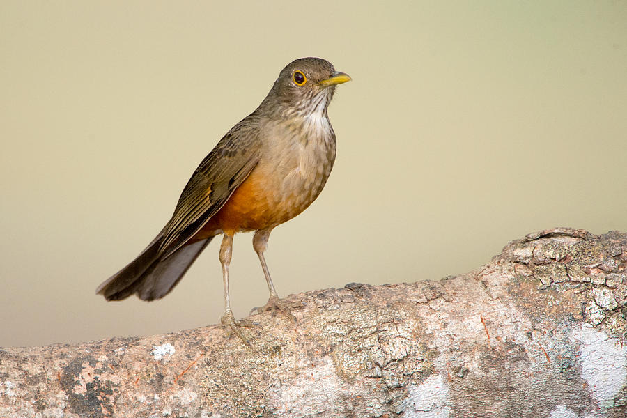 Nature Photograph - Rufous-bellied Thrush Turdus by Panoramic Images