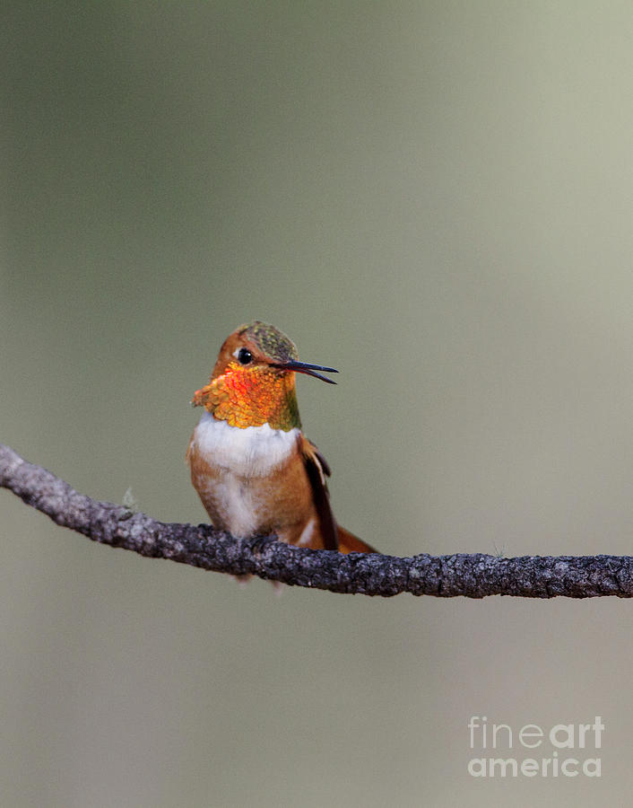 Rufous Hummingbird Calling Photograph by Ruth Jolly