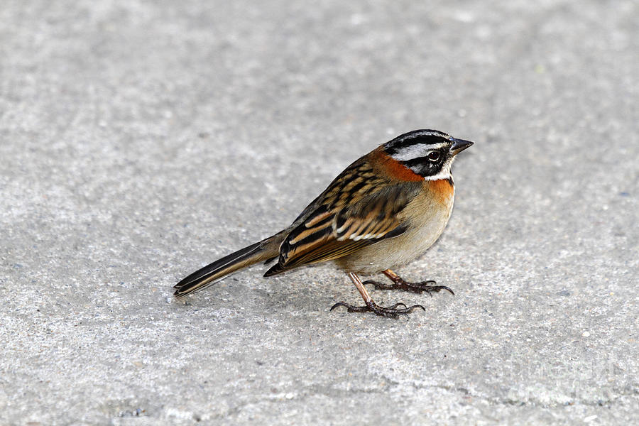 Rufous collared sparrow Photograph by James Brunker