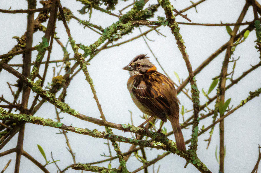 Rufous Collared Sparrow Jardin Botanico Bogota Colombia Photograph by Adam Rainoff