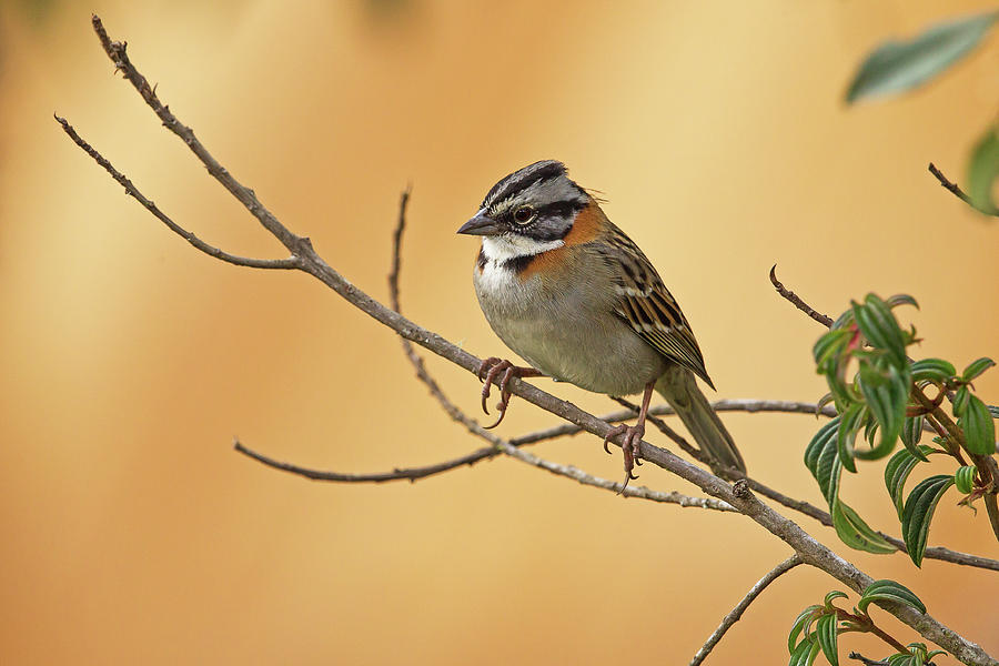 Rufous-collared Sparrow Photograph by Jean-Luc Baron