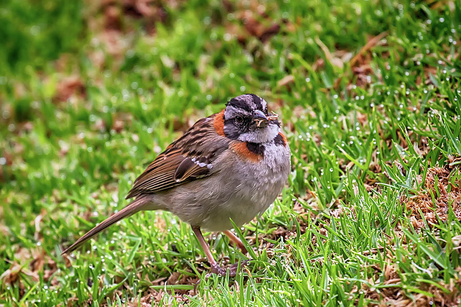 Rufous-collared Sparrow Photograph by John Haldane