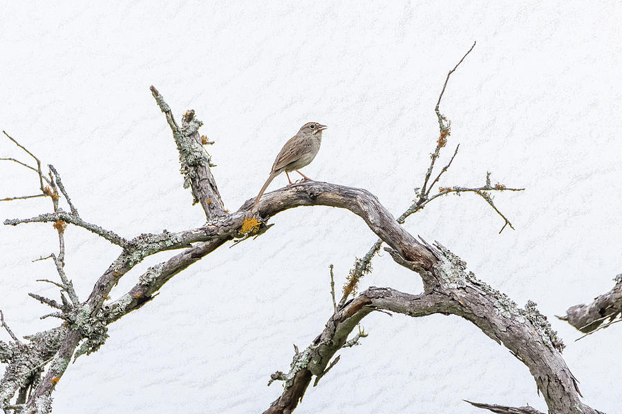 Rufous-crowned Sparrow on Lichen Encrusted Branch No2 Photograph by Debra Martz