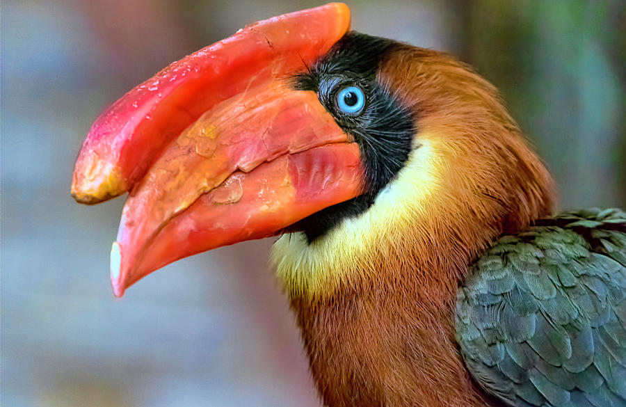 Rufous Hornbill Photograph by Nadia Sanowar