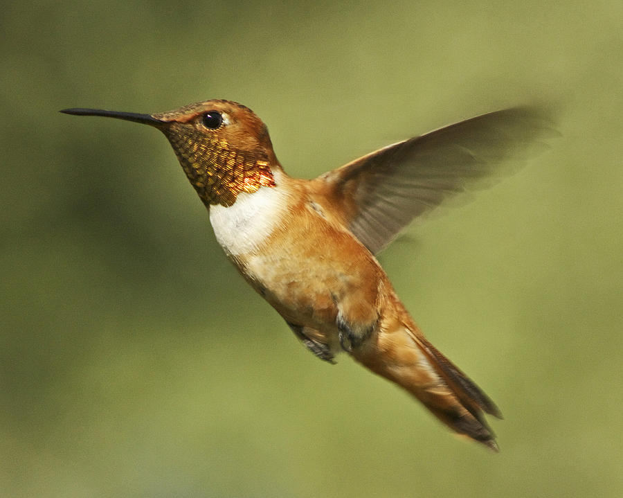 rufous hummingbird