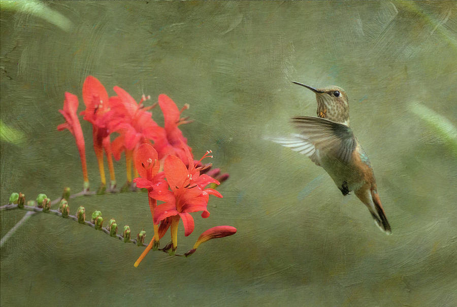 Rufous Hummingbird and Crocosmia Photograph by Angie Vogel