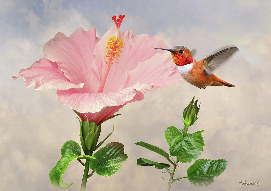 Rufous Hummingbird and Pink Hibiscus Flower Digital Art by M Spadecaller