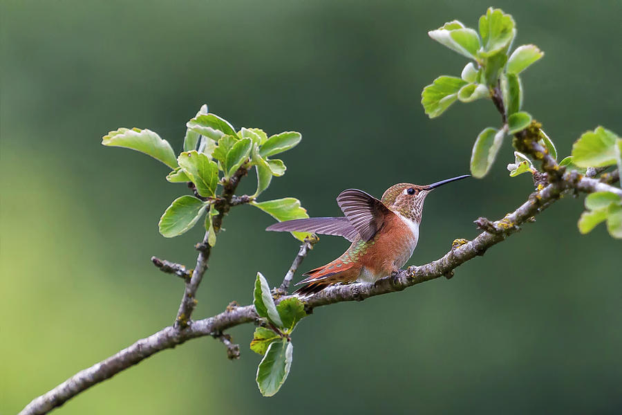 Rufous Hummingbird at Large, No. 1 Photograph by Belinda Greb