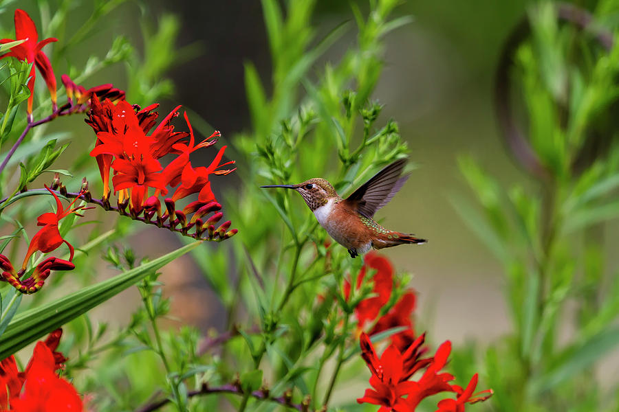 Hummingbird Photograph - Rufous Hummingbird at Large, No. 4 by Belinda Greb