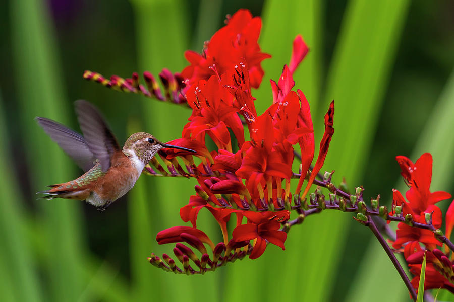 Rufous Hummingbird at Large, No. 5 Photograph by Belinda Greb