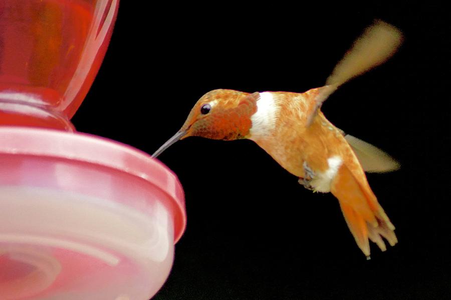 Rufous Hummingbird Photograph by Brent Bunch