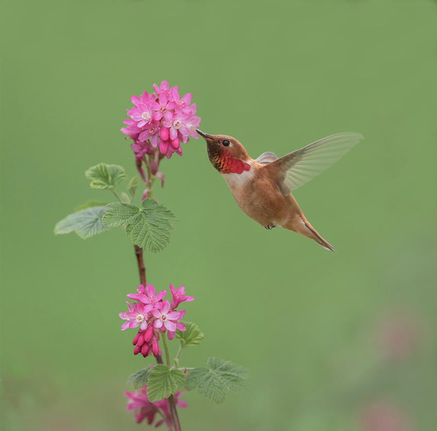 Rufous Hummingbird Enjoying Sweet Nectar Photograph by Angie Vogel
