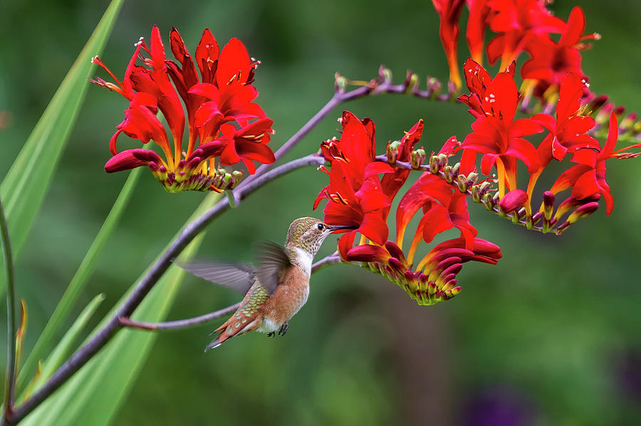 Rufous Hummingbird Feeding, No. 1 Photograph by Belinda Greb