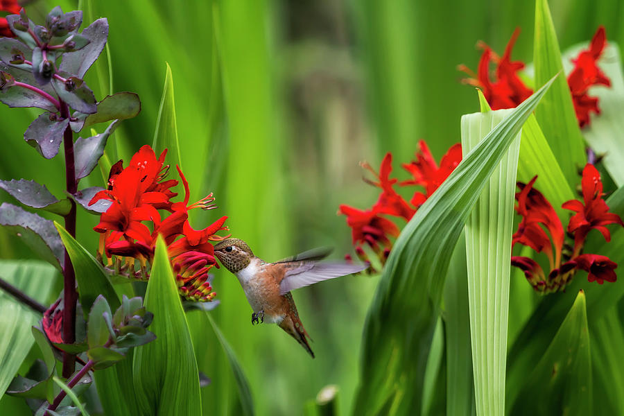Rufous Hummingbird Feeding, No. 3 by Belinda Greb Rufous Hummingbird Feeding, No. 3 by Belinda Greb