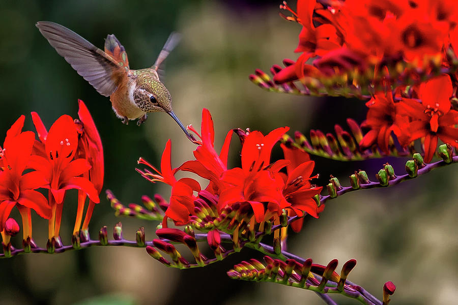 Rufous Hummingbird Feeding, No. 4 Photograph by Belinda Greb