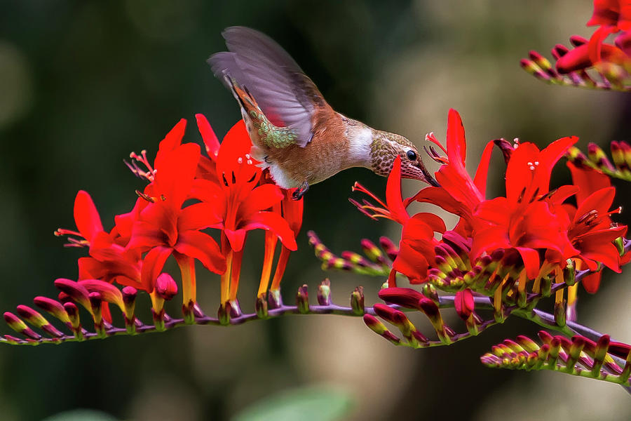 Rufous Hummingbird Feeding, No. 5 Photograph by Belinda Greb
