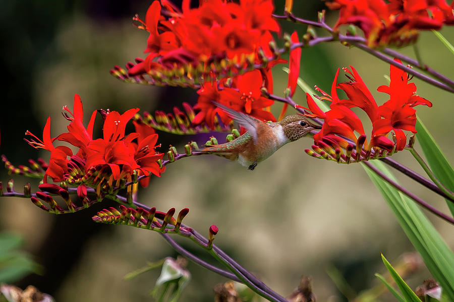 Rufous Hummingbird Feeding, No. 6 Photograph by Belinda Greb