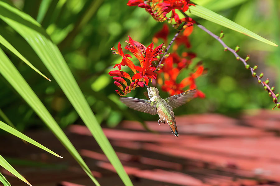 Rufous Hummingbird Feeding on Flower Nectar Photograph by David Gn