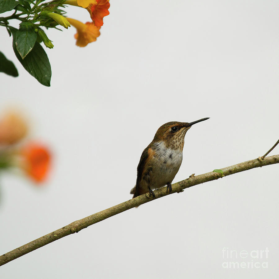 Rufous Hummingbird Photograph by Heiko Koehrer-Wagner