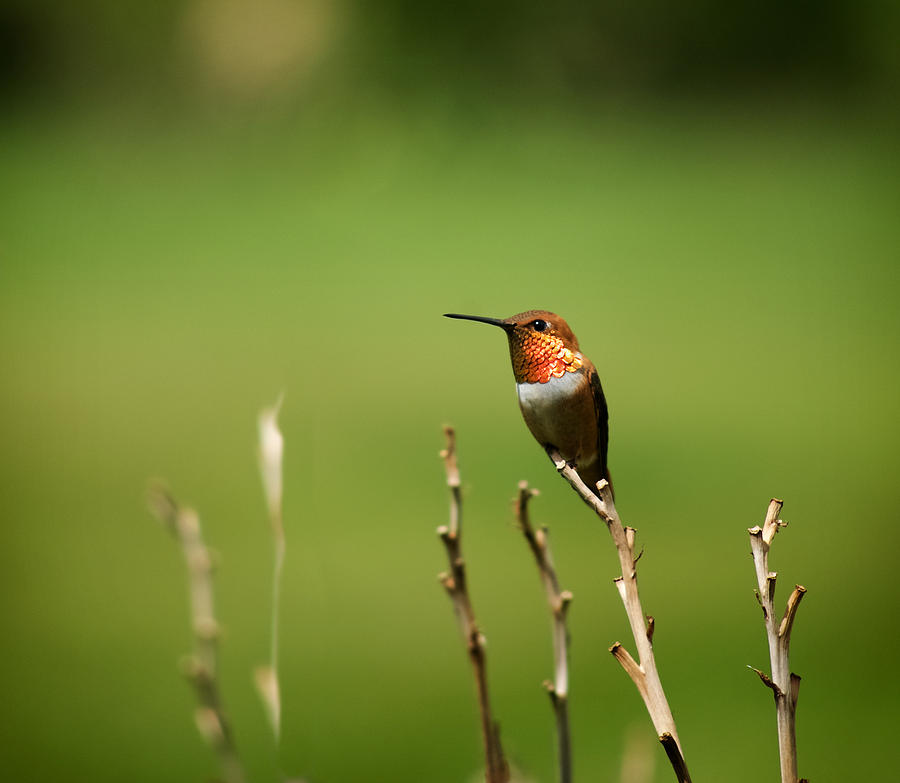 Rufous Hummingbird in Meadow Photograph by Mary Lee Dereske