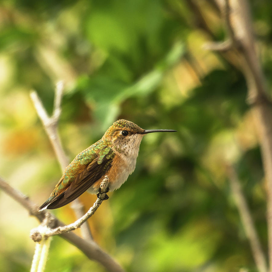 Rufous Hummingbird Photograph by John Bartelt - Fine Art America