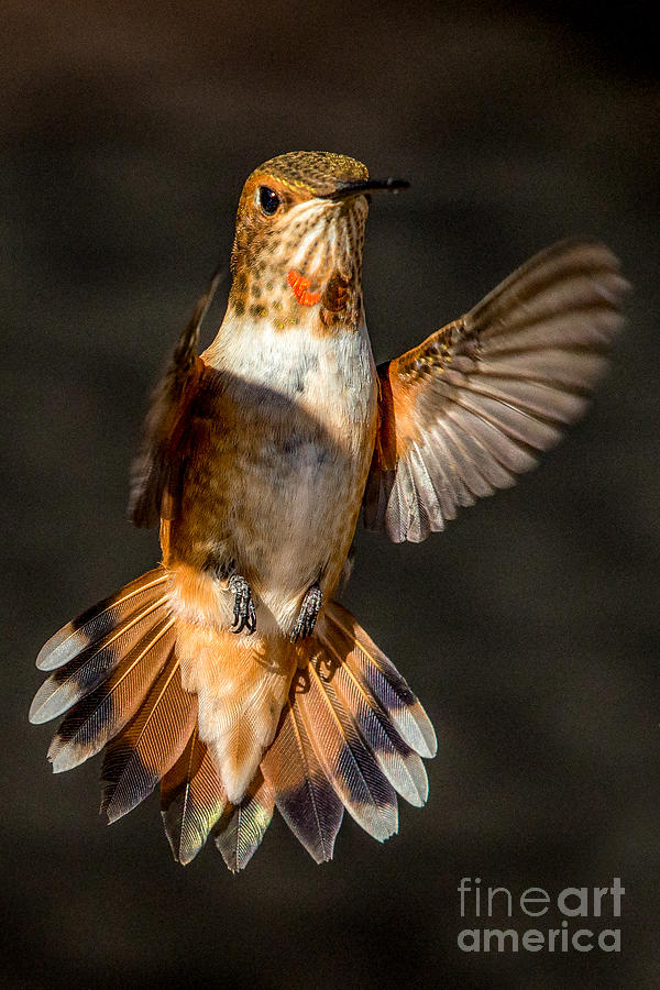 Rufous Hummingbird Photograph by Lisa Manifold