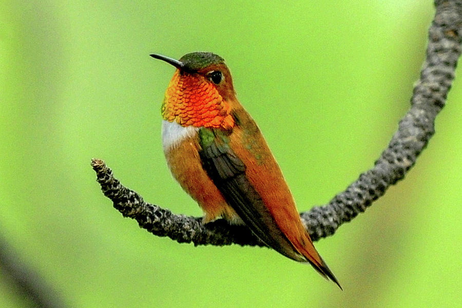 Rufous Hummingbird Photograph by Marilyn Burton