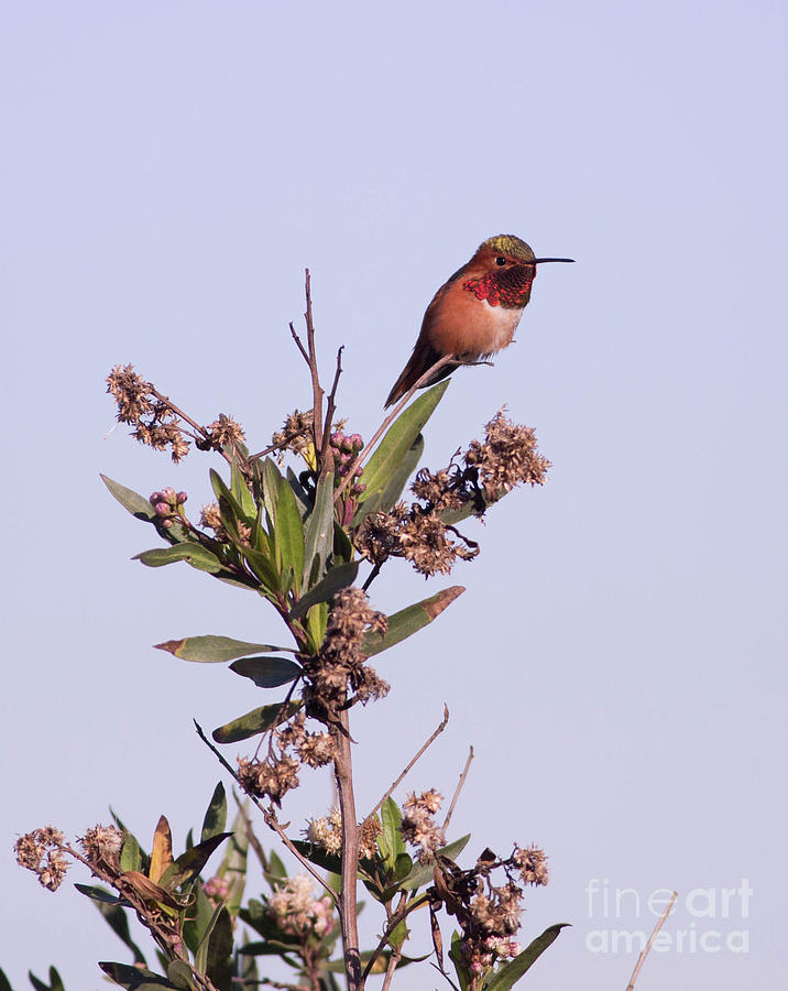 Rufous Hummingbird Photograph by Natural Focal Point Photography