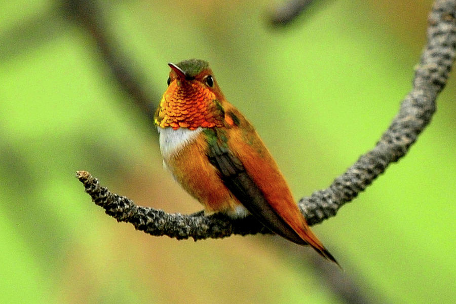 Rufous Hummingbird on Branch Photograph by Marilyn Burton