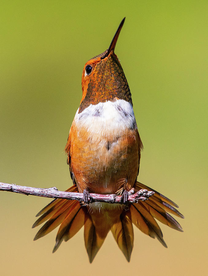 Rufous Hummingbird Perched on a Limb Photograph by Lowell Monke