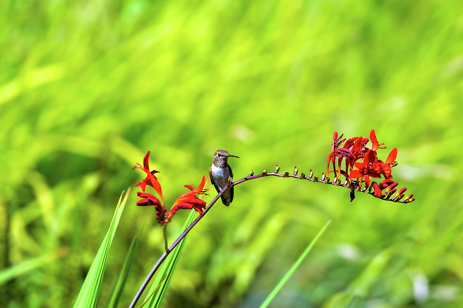 Rufous Hummingbird Perched on Flower Stalk Photograph by David Gn