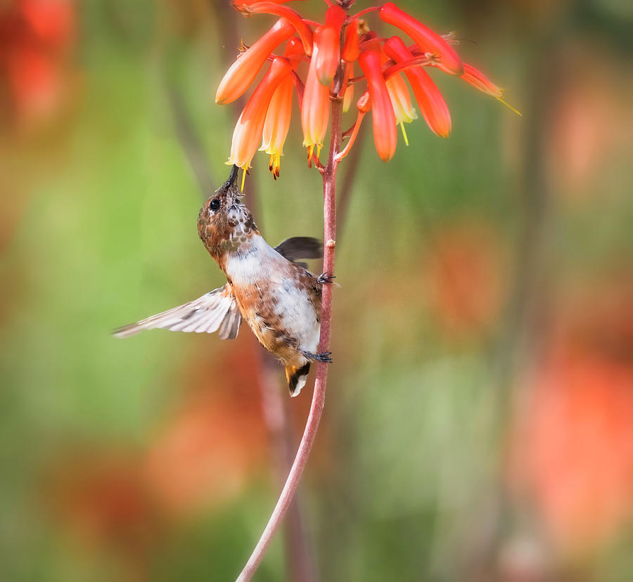 Rufous Hummingbird Photograph by Saija Lehtonen