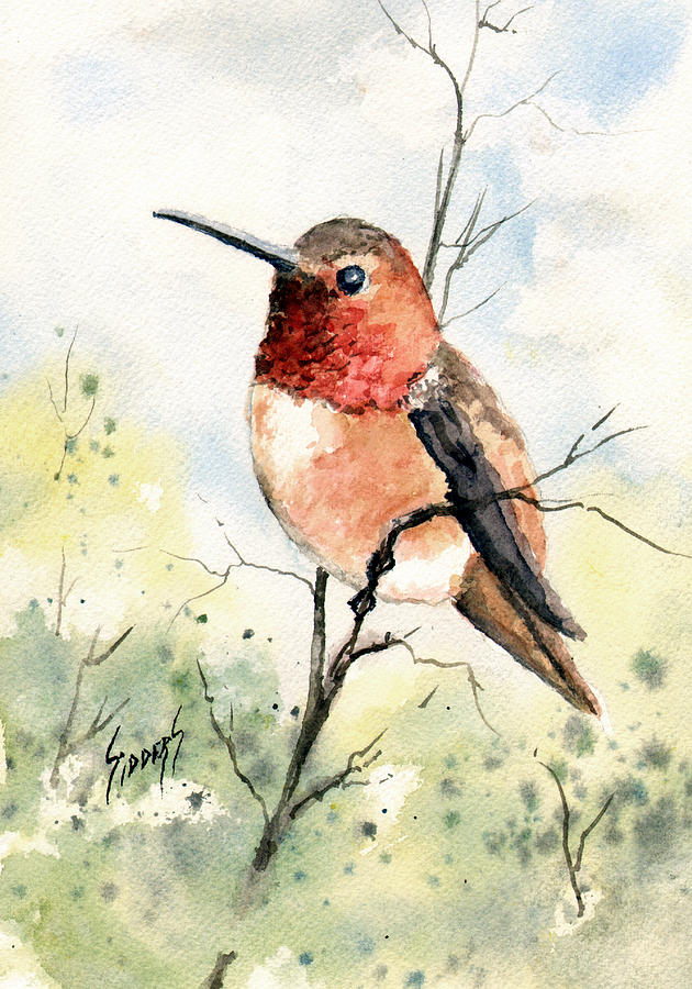 Rufous Hummingbird Painting by Sam Sidders