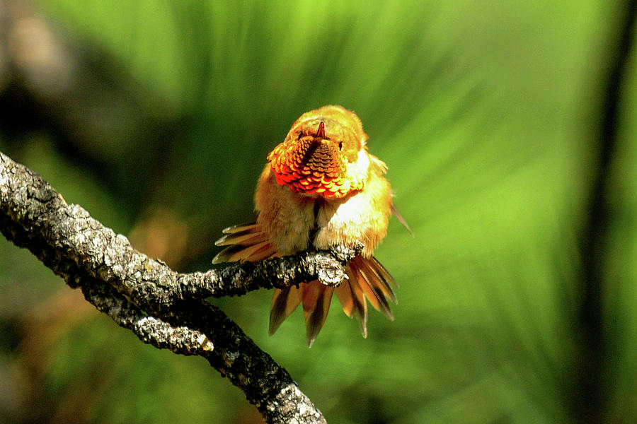 Rufous Hummingbird Shaking Feathers Photograph by Marilyn Burton