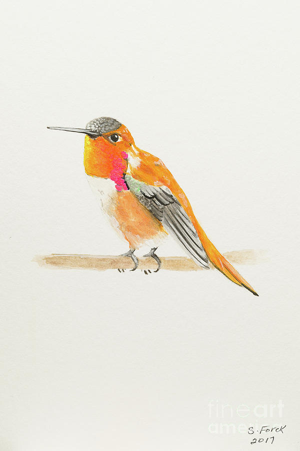 Rufous hummingbird Painting by Stefanie Forck