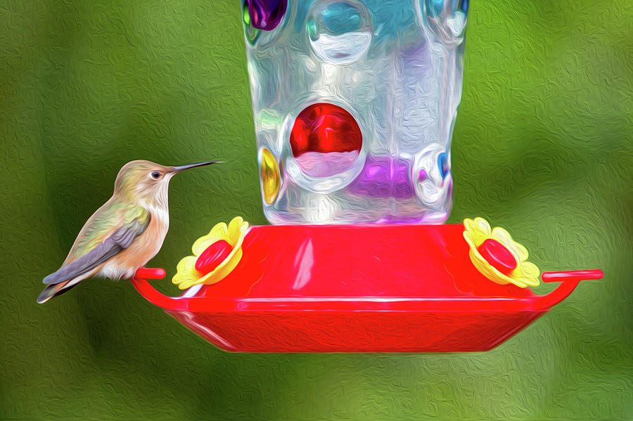 Rufous Hummingbird Digital Oil Digital Art by Birdly Canada