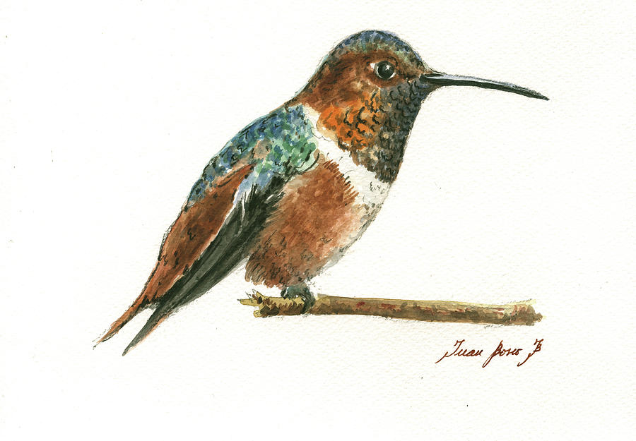 Bird Nursery Painting - Rufous hummingbird watercolor by Juan Bosco
