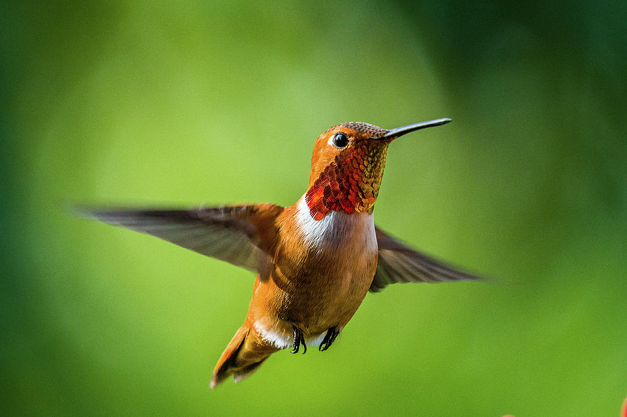 Rufous Photograph by Jerry Cahill