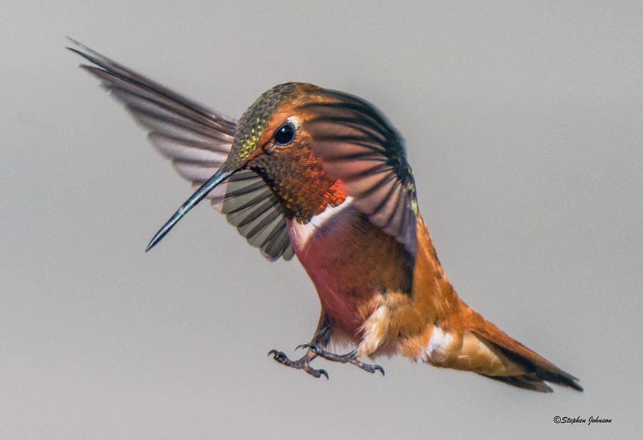 Rufous Male Hummingbird Photograph by Stephen Johnson