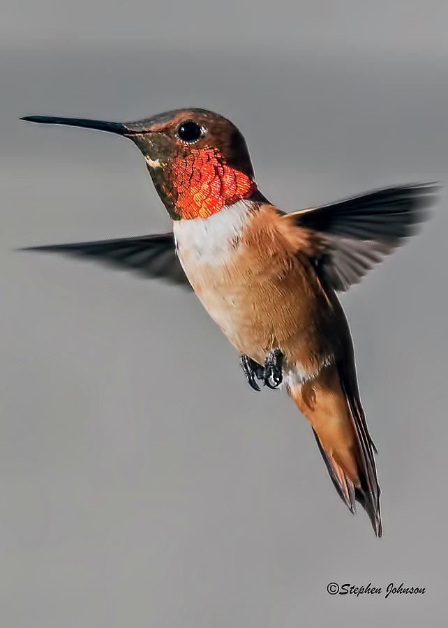 Rufous Male in-Flight Photograph by Stephen Johnson