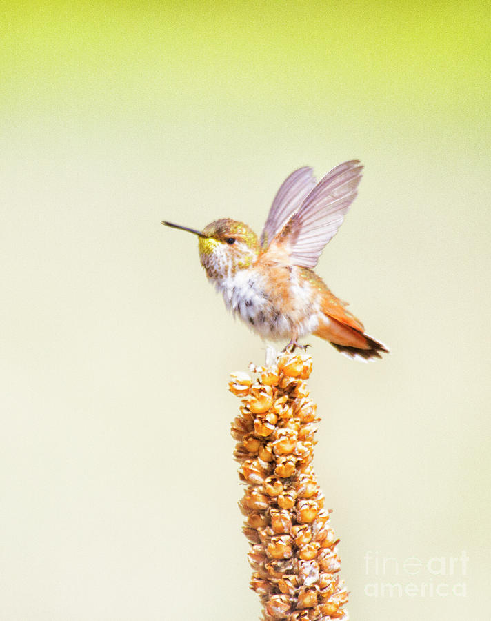 Rufous ready to fly  Photograph by Ruth Jolly